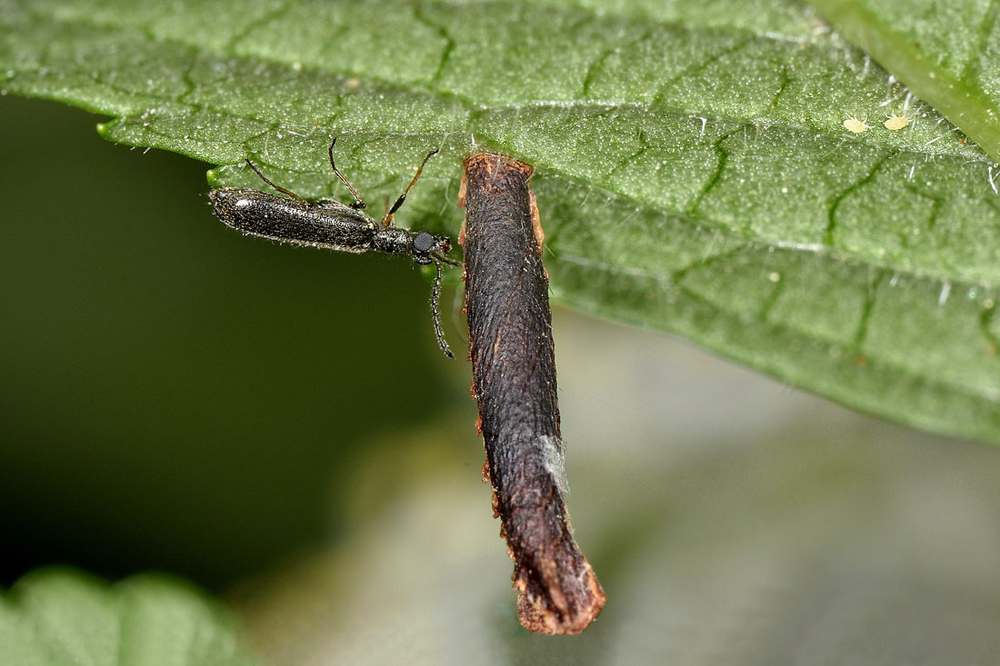 Astuccio di Coleophoridae